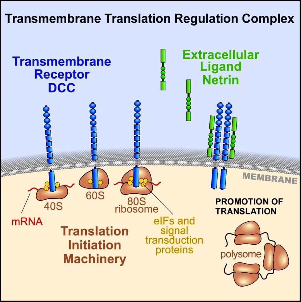 transmembrane translation regulation complex